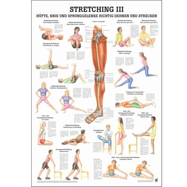 Anatomische Lehrtafel "Stretching III"